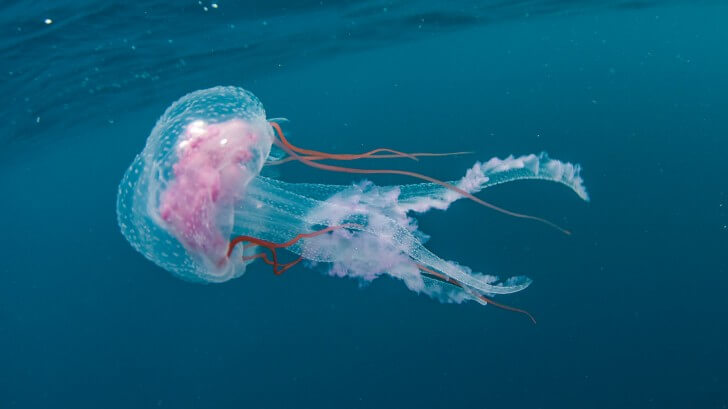 transparent jellyfish