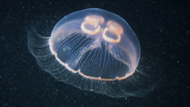 A moon jellyfish in a black sea