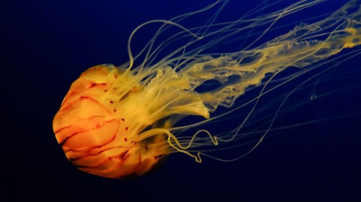 A orange jellyfish in a blue sea