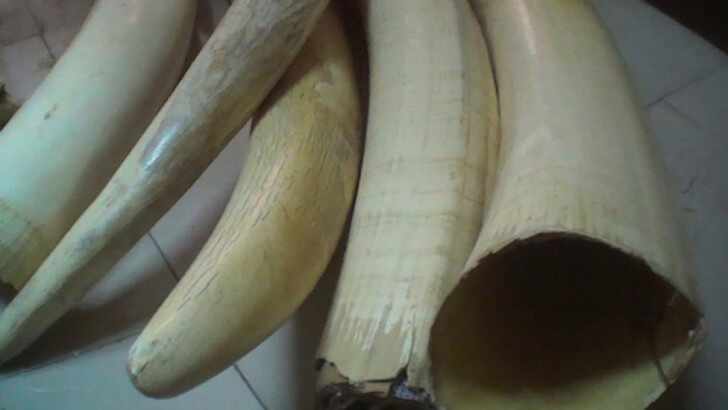 A close up photo of ivory tusks from elephants