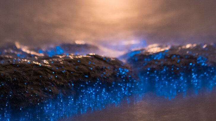 Bioluminescent bacteria in the milky sea