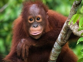 The orangutan who speaks like a human | BBC Earth