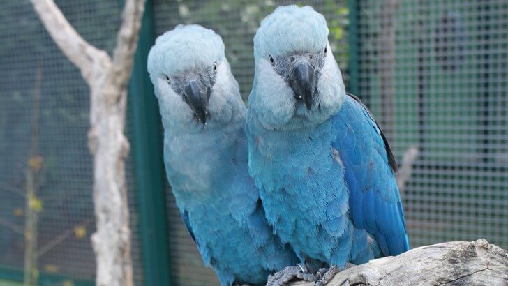 A breeding pair of blue Spix's macaws sitting on a branch