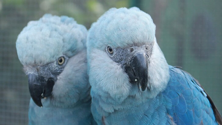 Two blue Spix's macaws