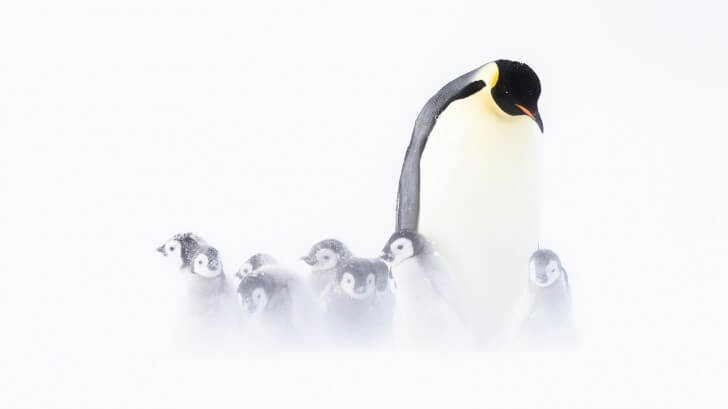 An Emperor penguin with eight chicks in the snow