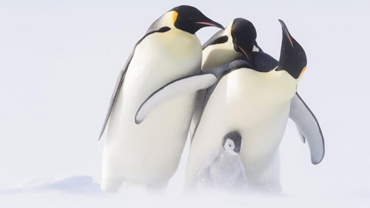 Emperor penguins attempting to kidnap another penguin's chick