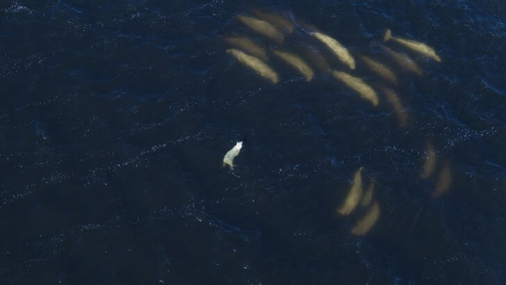 A polar bear hunts beluga whales in Hudson Bay