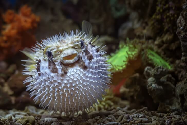 A puffafish puffed out into a ball