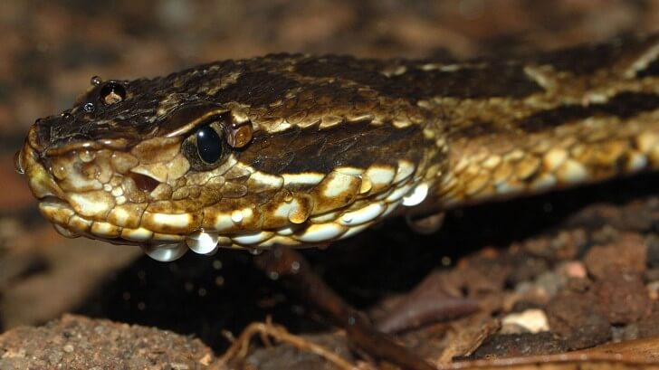 The Jararaca pit viper snake