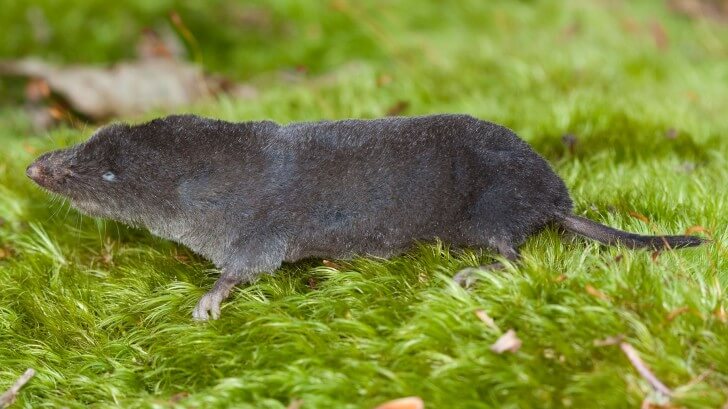 The northern short-tailed shrew