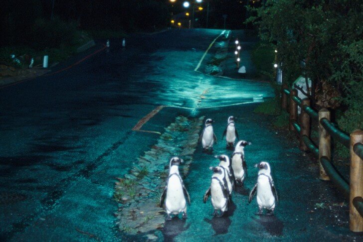penguins walking in a street