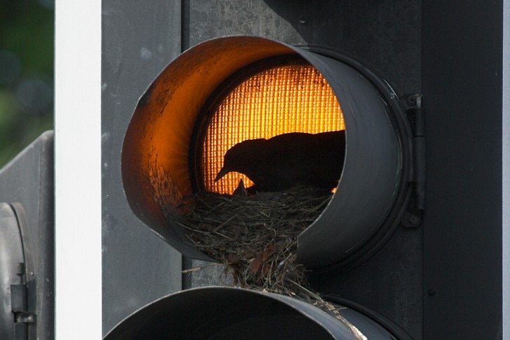penguin in a traffic light