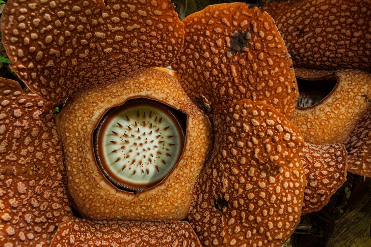 rafflesia arnoldii