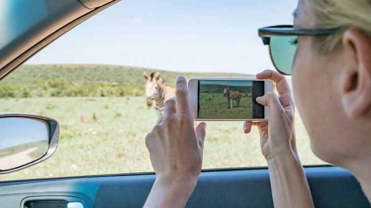 woman filming a zebra with mobile