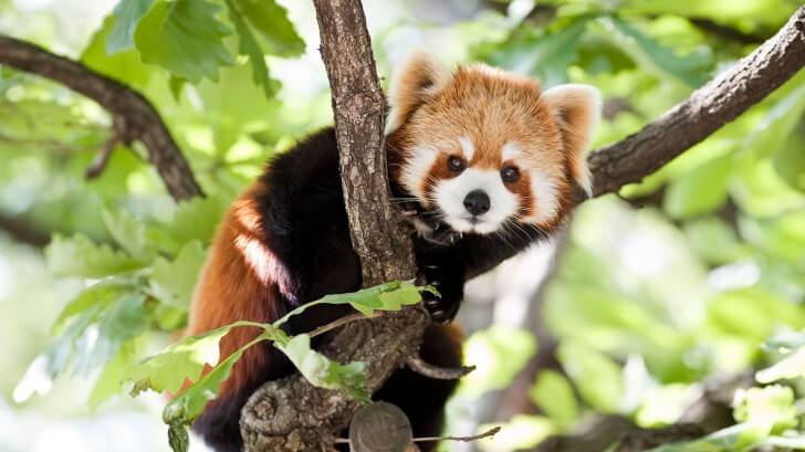 a red panda in a tree