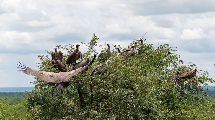 vultures in trees
