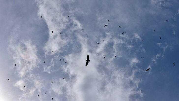 vultures in the sky