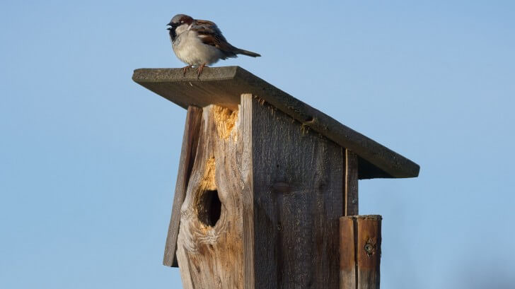 How Humans Shaped The Evolution Of The World’s Most Common Bird 