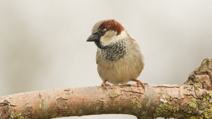 house sparrow sitting on a branch