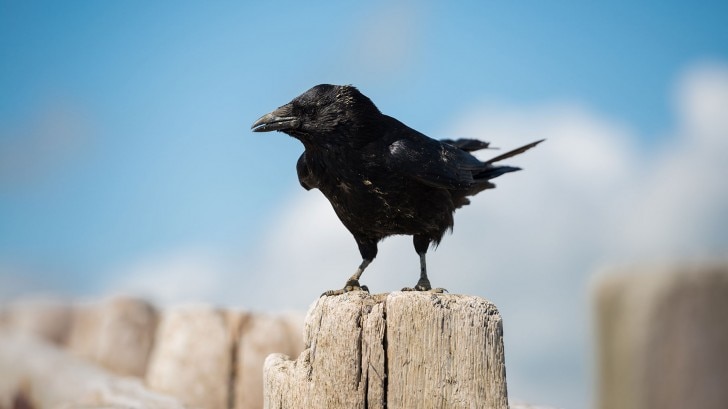 Crow standing on a wooden fence 