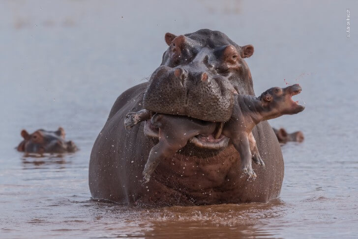 baby hippo in mother hippo mouth