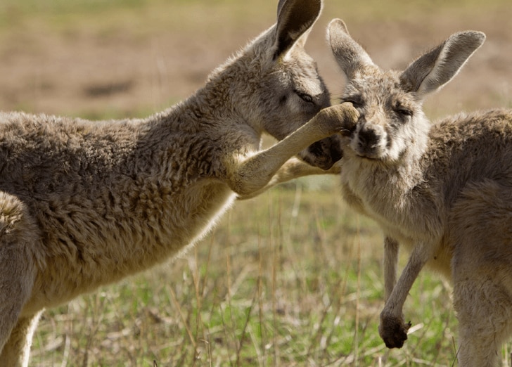 Baby Animals Playing Together