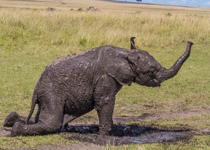 baby elephant in mud