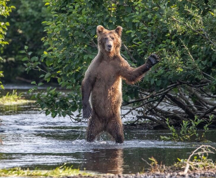 bear waving