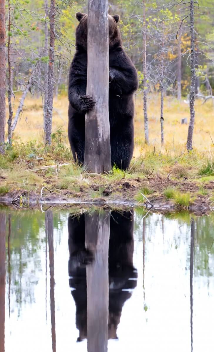 bear hiding