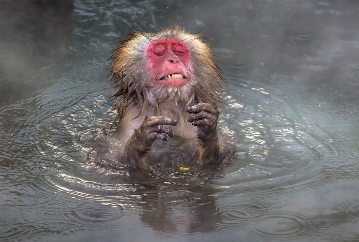 monkey in water