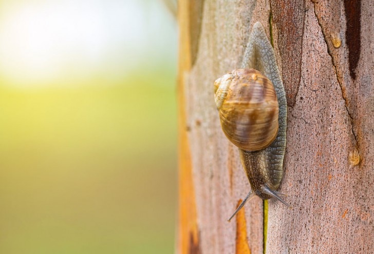 Snail on a tree