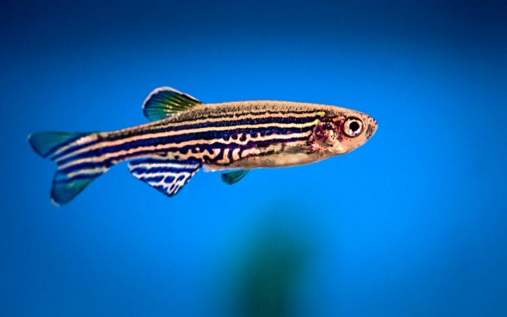 Lone zebrafish with a blue background