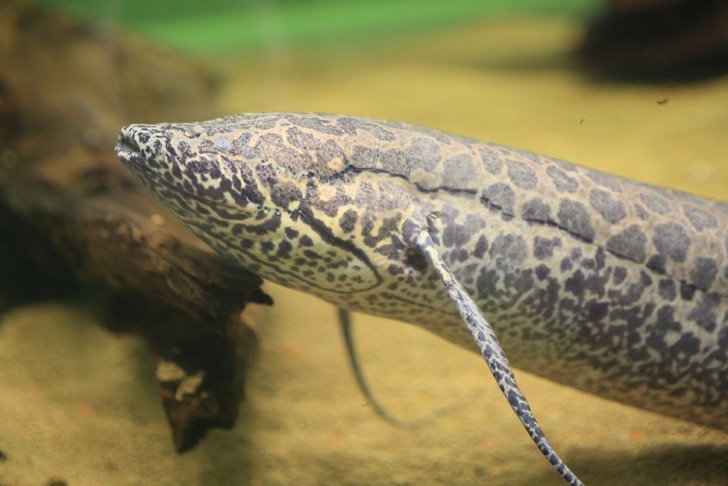 Close up of an African lungfish