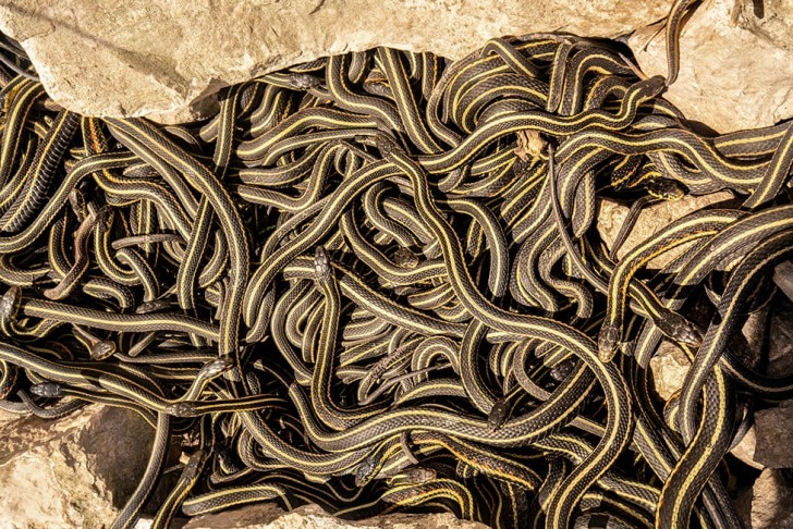 A large number of garter snakes are gathered together