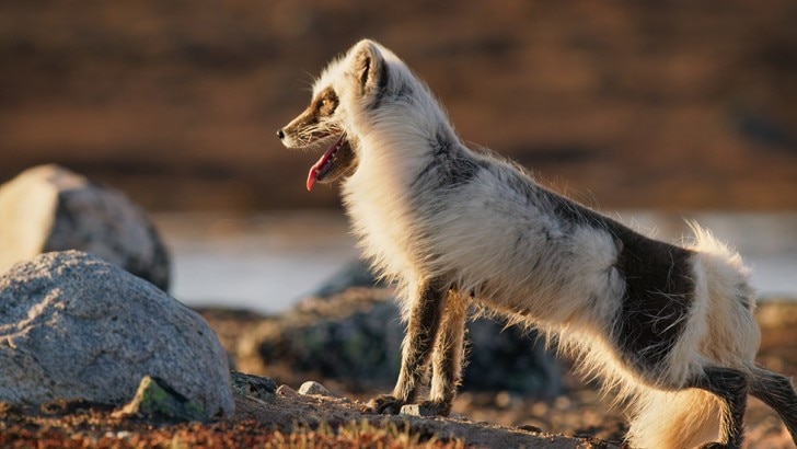 Arctic fox looks out over the Tundra.