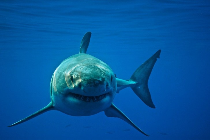 baby great white shark size