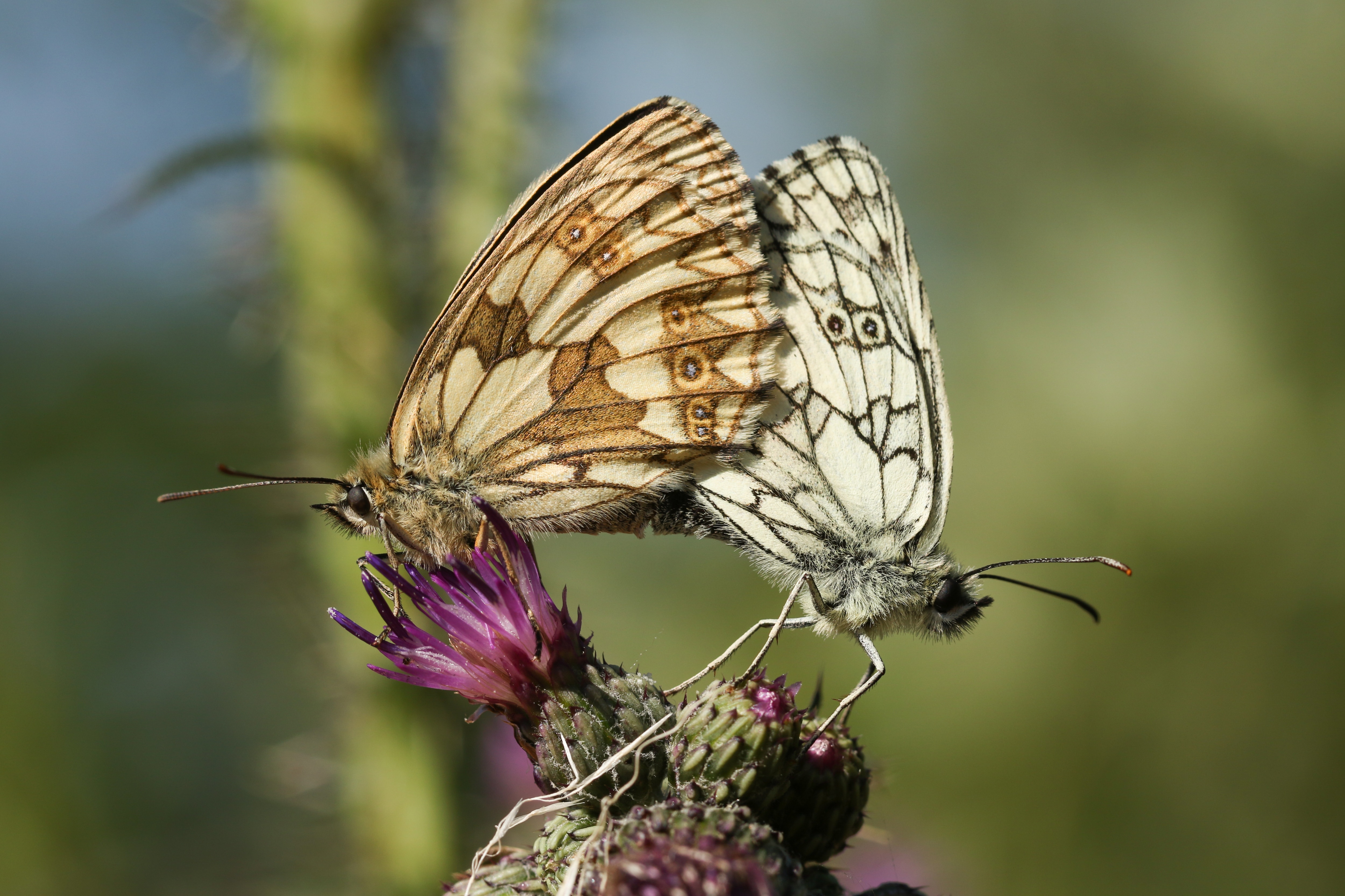 A mating pair of marbled white butterfly