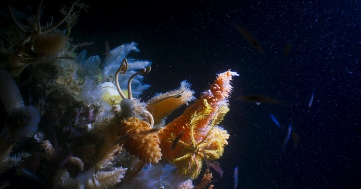 2m tall giant sponges in the deep waters of the Antarctic Sound