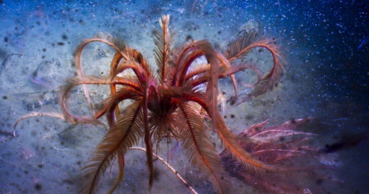 A feather star dances in the deep waters of the Antarctic Sound