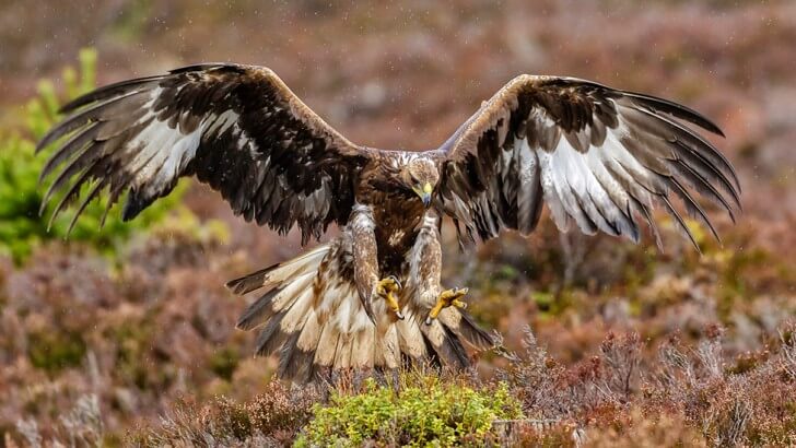 A golden eagle with its wings extended