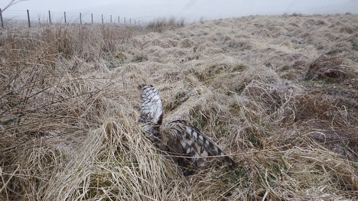 A sat-tagged hen harrier called Annie, found shot on a grouse moor