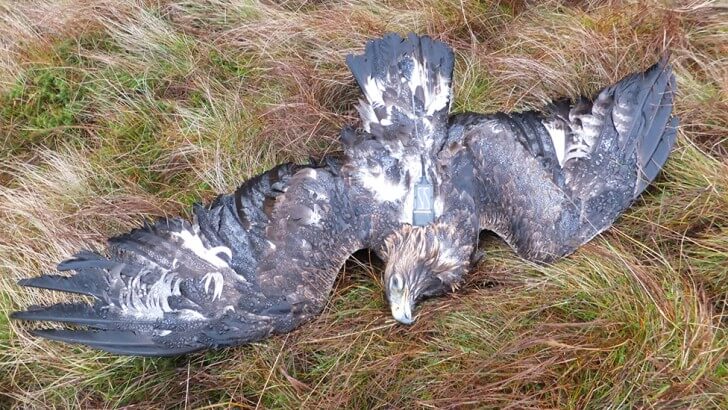 A golden eagle found shot on the ground