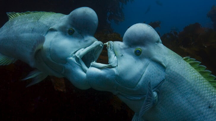 New species of giant  fish discovered in Brazil