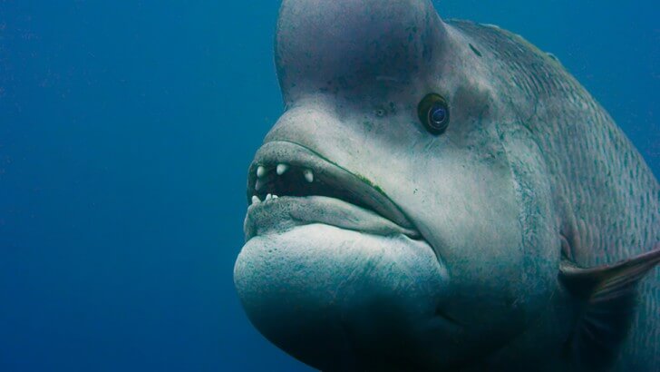 Discovered in the deep: the rainbow fish that's born female and becomes  male, Fish