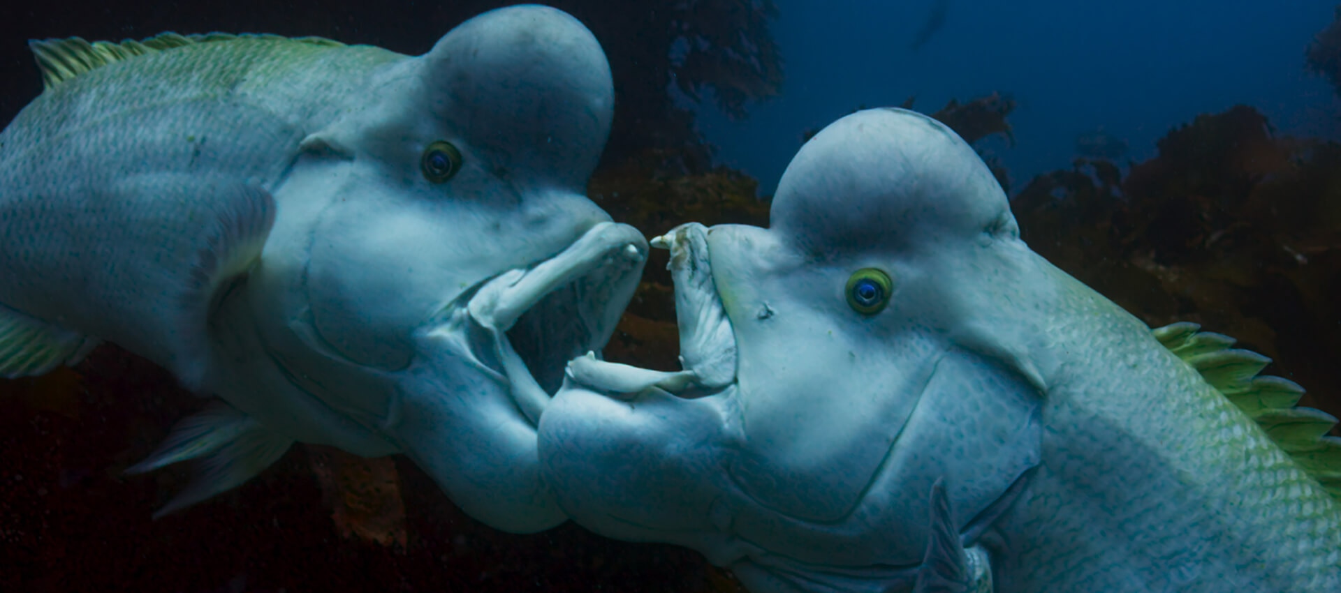 Fish are the sex-switching masters of the animal kingdom BBC Earth