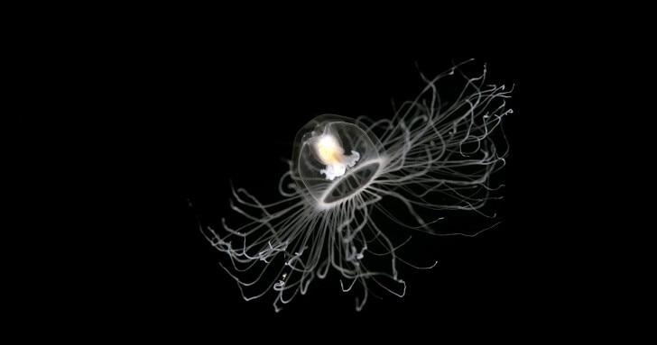 An Immortal Jellyfish against a black backdrop