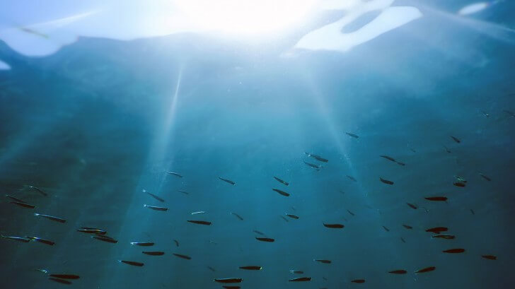 A shoal of fish just below the surface of the waves with sunlight breaking through