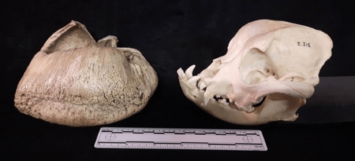 Bulla of a whale juxtaposed next to the skull of a bulldog