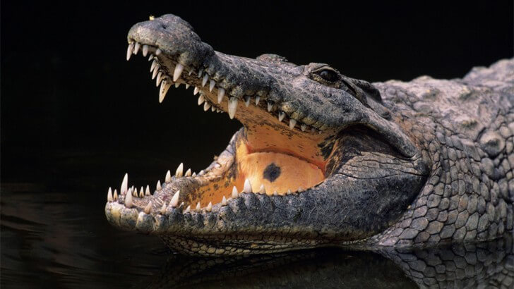A Nile crocodile with its jaws open