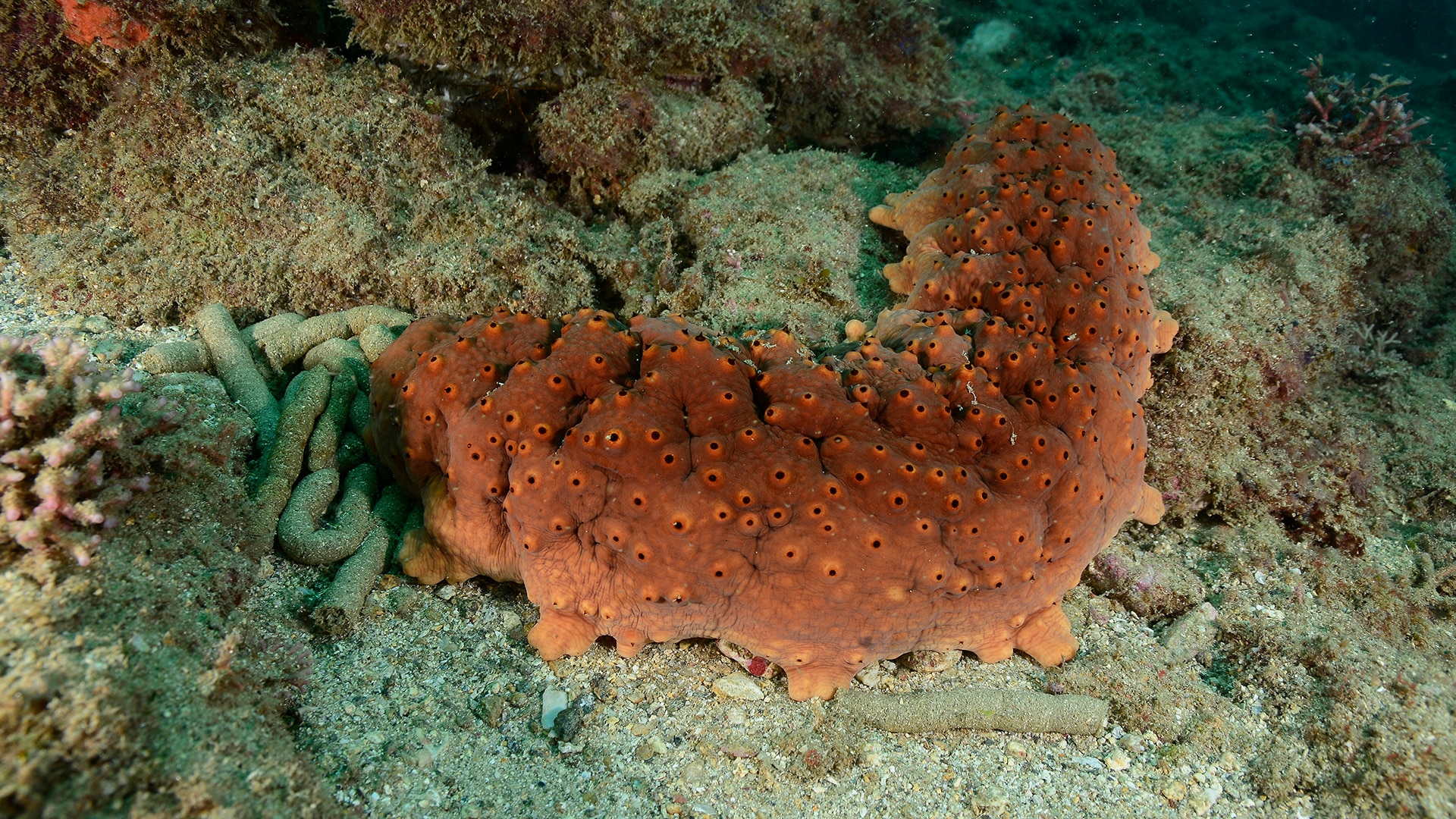 Red sea cucumber on the ocean floor
